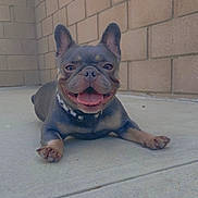 Gigi June joined the competition — help win amazing prizes! animal, brick_wall, canine, collar, concrete, cute, dog, ears_up, face, french_bulldog, friendly, happy, lying_down, muzzle, outdoor, paw, pet, playful, smiling, tongue_out