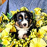 puppy, dog, blue_eyes, yellow_flowers, fluffy, cute, pet, nature, spring, flower_bed, fur, adorable, portrait, animal, closeup, green_leaves, colorful, background, soft, innocent