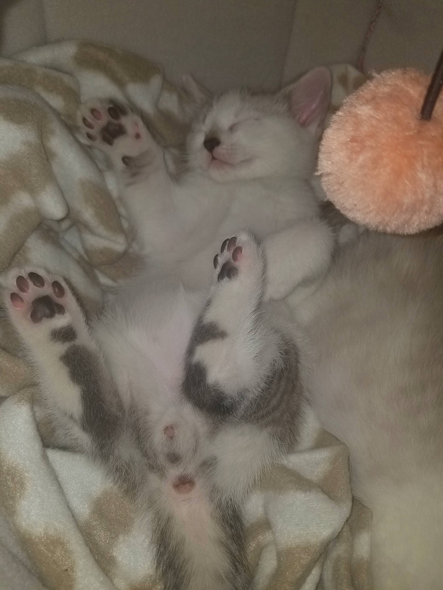 Clifford joined the competition — help win amazing prizes! burmilla, carnivore, cat, fawn, felidae, fur, khao_manee, kitten, paw, polydactyl_cat, ragdoll, sleep, small_to_medium_sized_cats, tail, turkish_angora, turkish_van, whiskers