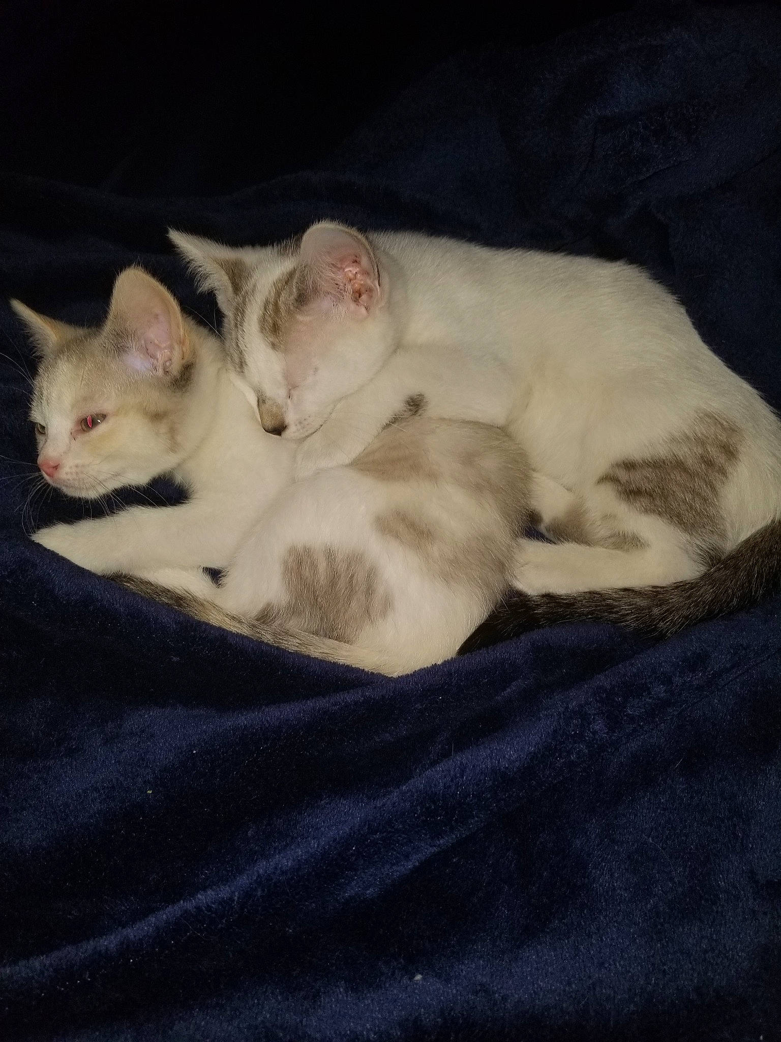 Clifford is registered to the contest to win money with this photo: asian, burmilla, carnivore, cat, colorpoint_shorthair, ear, eye, felidae, fur, khao_manee, kitten, mammal, nap, skin, sleep, small_to_medium_sized_cats, tail, turkish_angora, whiskers, white