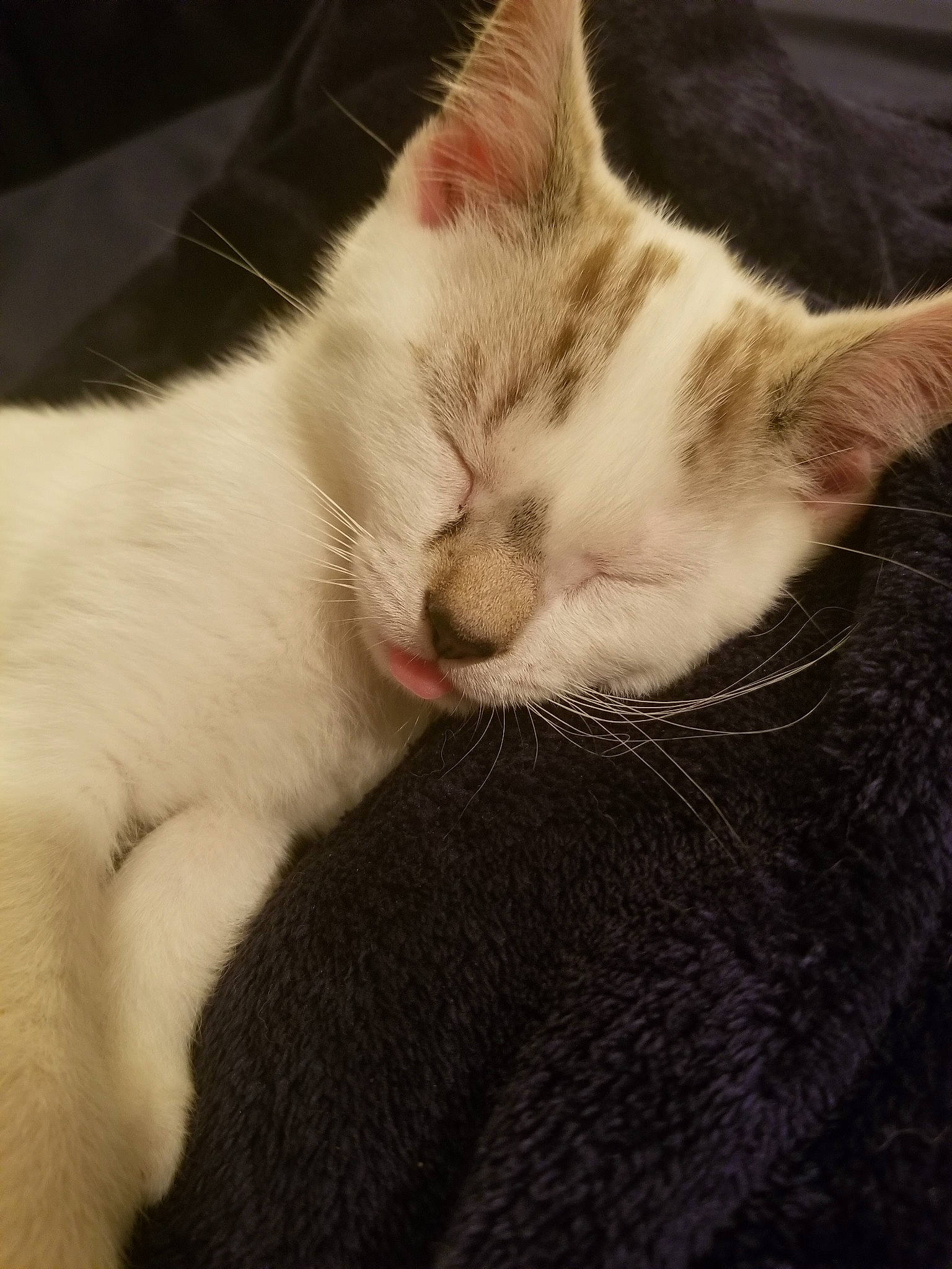 Clifford is registered to the contest to win money with this photo: carnivore, cat, ear, eye, felidae, fur, khao_manee, kitten, mammal, nap, nose, sky, sleep, small_to_medium_sized_cats, snout, turkish_angora, turkish_van, whiskers