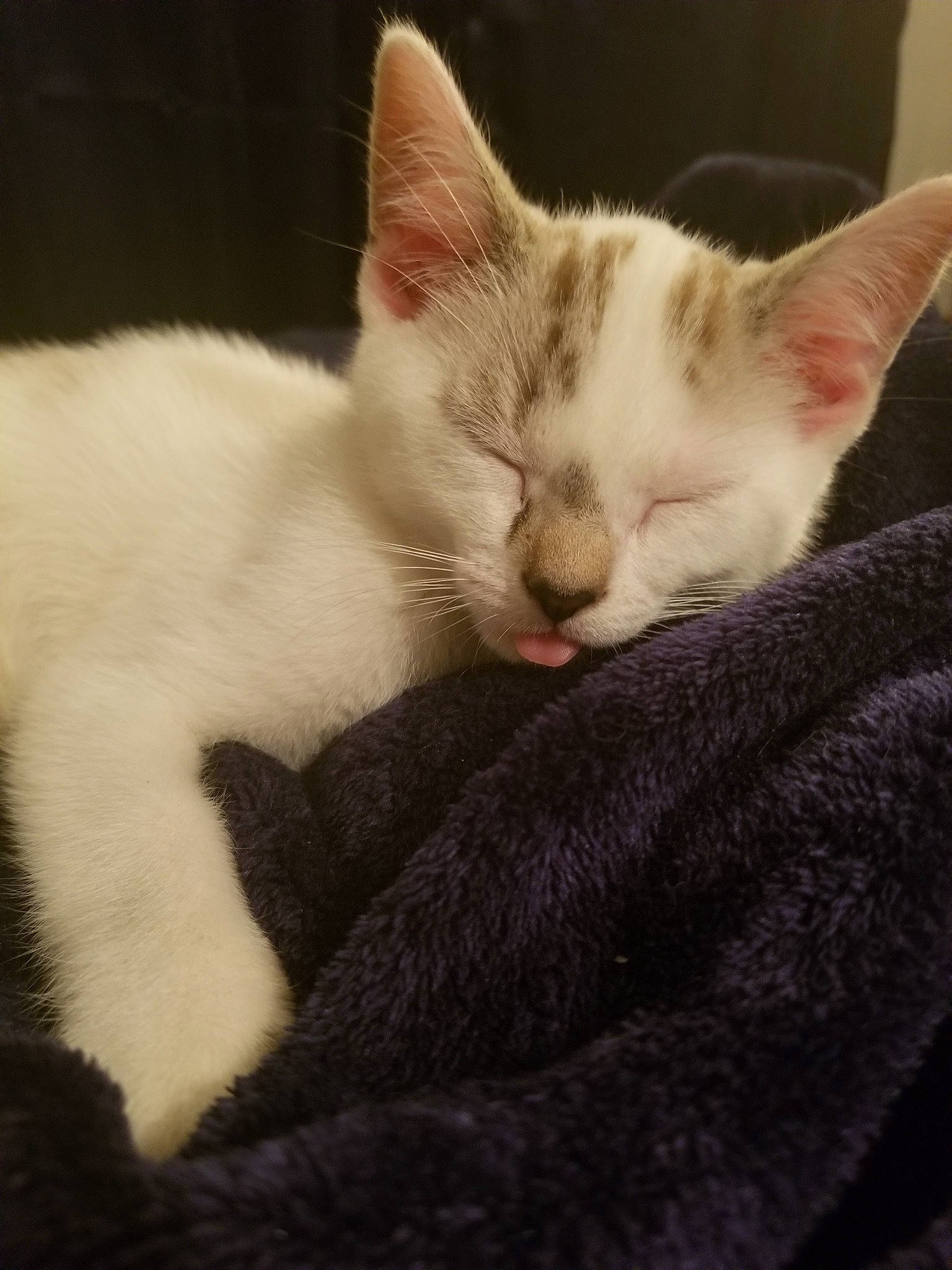 Clifford joined the competition — help win amazing prizes! asian, carnivore, cat, colorpoint_shorthair, ear, european_shorthair, eye, fawn, felidae, fur, kitten, mammal, nap, nose, polydactyl_cat, sky, small_to_medium_sized_cats, snout, turkish_van, whiskers