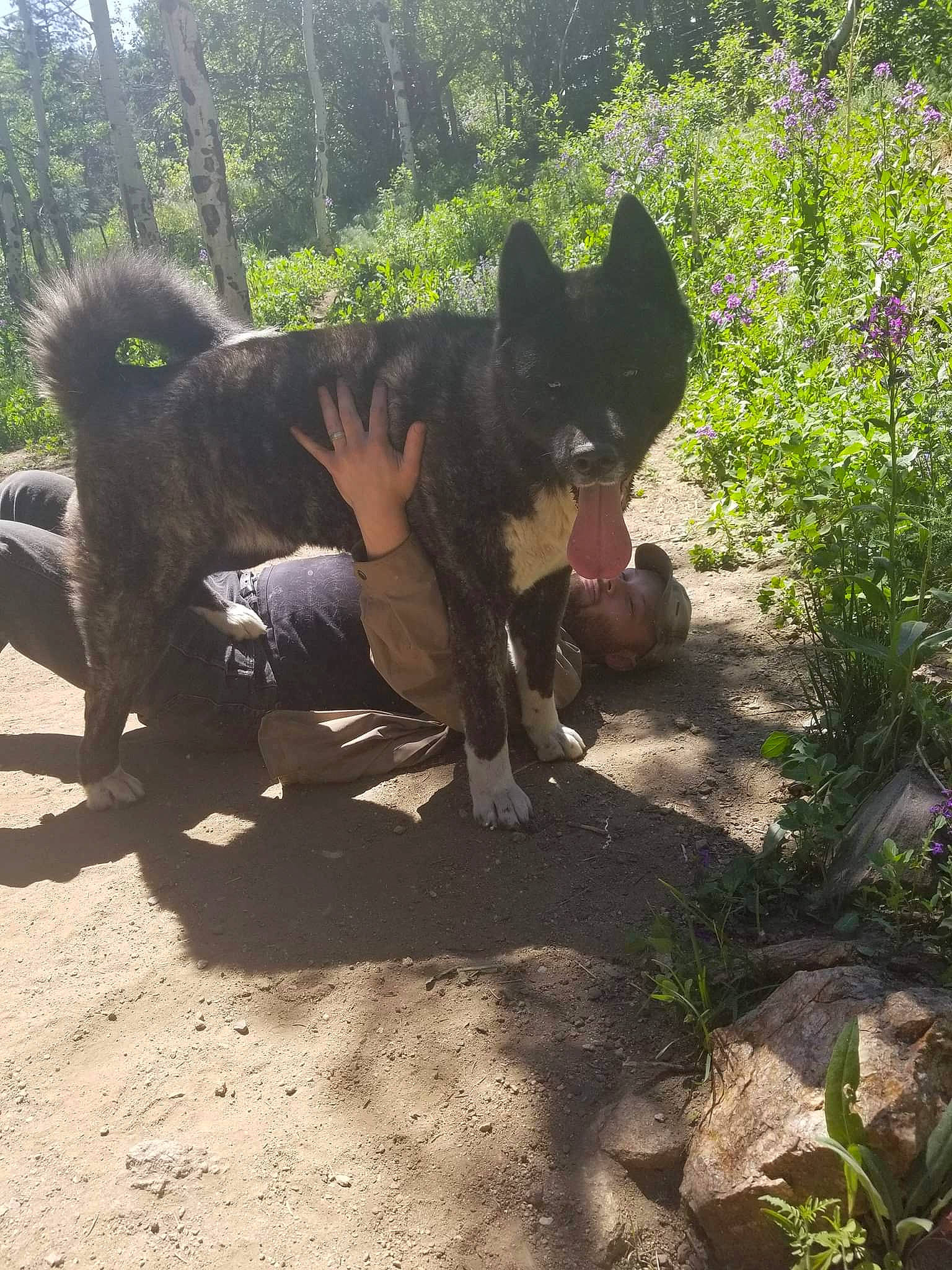 Suki Bear is registered to the contest to win money with this photo: adventure, canidae, carnivore, companion_dog, dog, dog_breed, fawn, felidae, grass, herding_dog, plant, small_to_medium_sized_cats, snout, sporting_group, tail, terrestrial_animal, tree, vertebrate, wildlife, working_animal