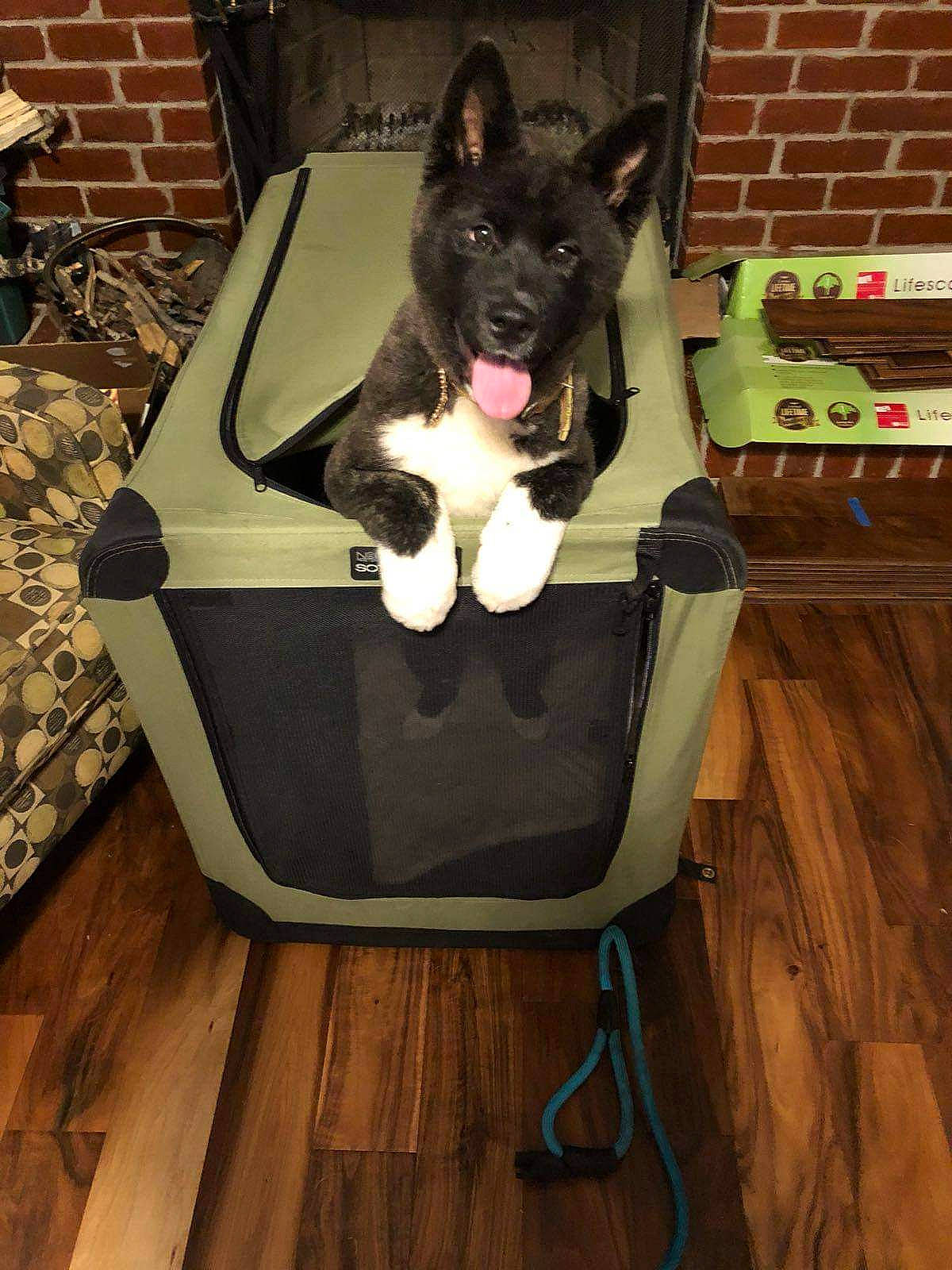 Suki Bear is registered to the contest to win money with this photo: brickwork, canidae, carnivore, companion_dog, dog, dog_breed, dog_supply, fashion_accessory, felidae, floor, flooring, fur, hardwood, laminate_flooring, pet_supply, snout, sporting_group, tail, wood, wood_flooring