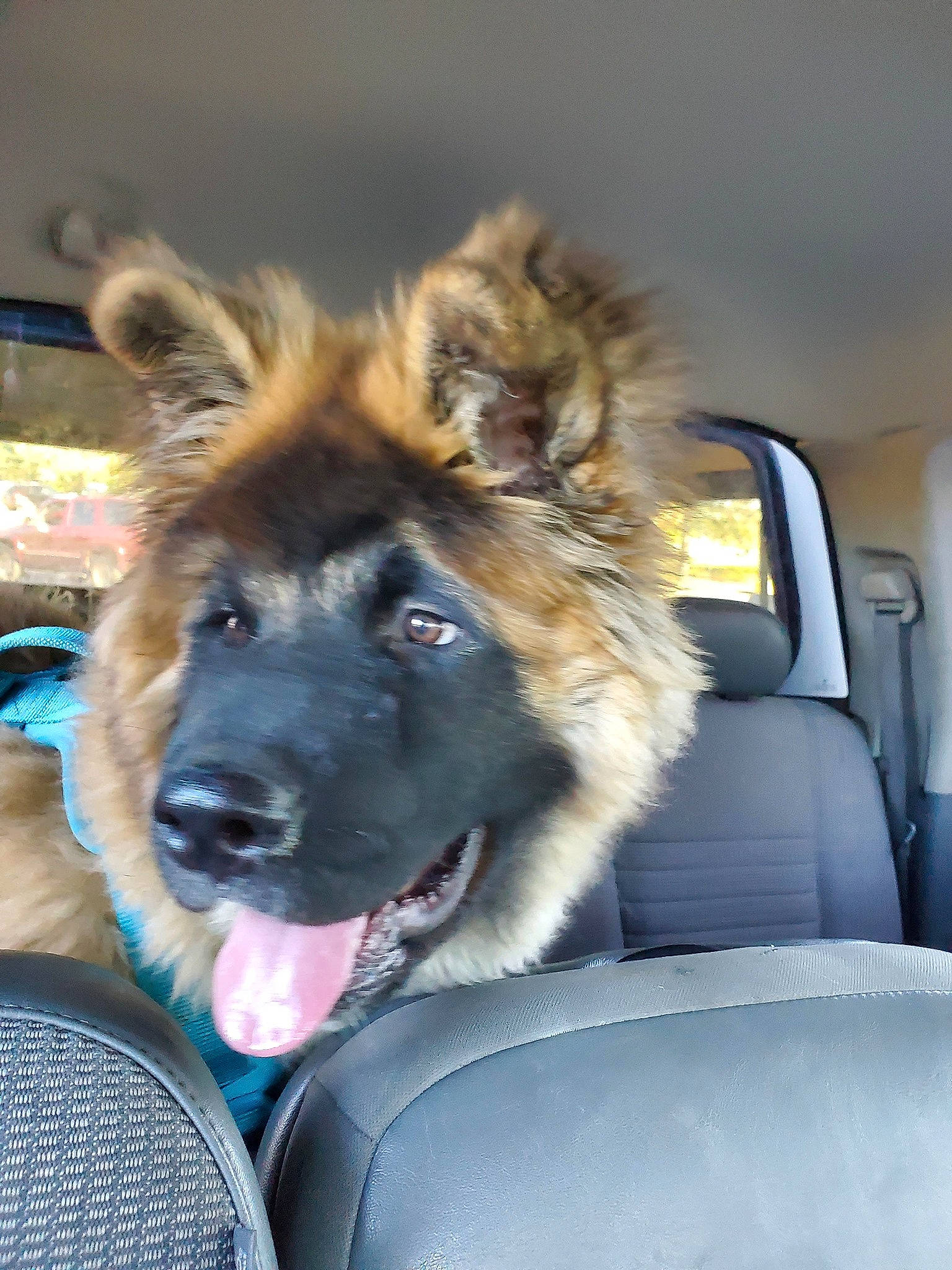 Kumo is registered to the contest to win money with this photo: canidae, carnivore, companion_dog, dog, dog_breed, fawn, fur, german_shepherd_dog, giant_dog_breed, guard_dog, king_shepherd, liver, old_german_shepherd_dog, paw, snout, sporting_group, whiskers, window, windshield, working_dog