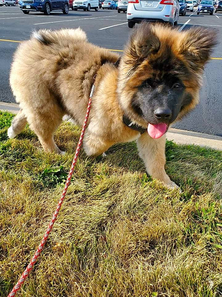 Kumo is registered to the contest to win money with this photo: canidae, carnivore, collar, companion_dog, dog, dog_breed, estrela_mountain_dog, fawn, fur, german_shepherd_dog, grass, herding_dog, king_shepherd, leash, old_german_shepherd_dog, snout, sporting_group, tail, wheel, working_animal
