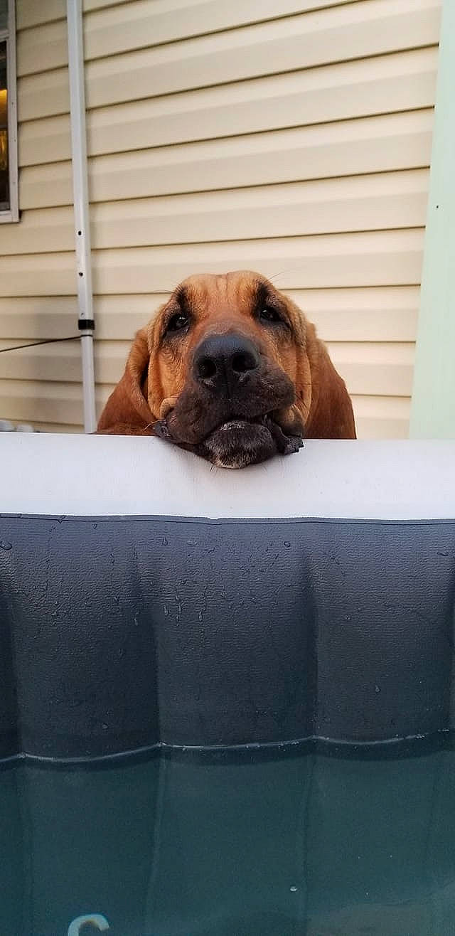 Ladybug joined the competition — help win amazing prizes! black_mouth_cur, bloodhound, boerboel, broholmer, bullmastiff, canidae, carnivore, companion_dog, dog, dog_breed, english_mastiff, fawn, fila_brasileiro, mammal, rare_breed_dog, snout, sporting_group, tosa, vertebrate, wood