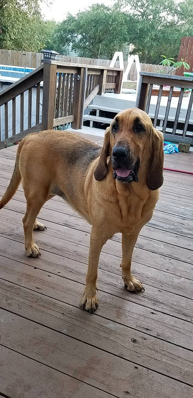 Ladybug joined the competition — help win amazing prizes! bloodhound, canidae, carnivore, dog, dog_breed, fawn, fila_brasileiro, hound, mammal, rare_breed_dog, scent_hound, snout, vertebrate