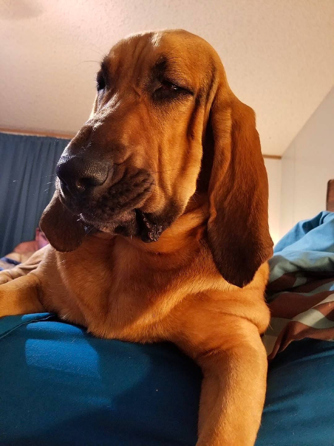 Ladybug joined the competition — help win amazing prizes! bavarian_mountain_hound, bloodhound, broholmer, canidae, carnivore, companion_dog, coonhound, dog, dog_breed, fawn, hound, mammal, rare_breed_dog, redbone_coonhound, schweizer_laufhund, snout, vertebrate