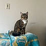 cat, tabby_cat, pet, animal, indoor, blanket, furniture, wall, light_switch, curious, sitting, striped, white_paws, white_chest, fur, whiskers, ears, eyes, tail, domestic_cat