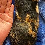 Babe joined the competition — help win amazing prizes! kitten, cat, animal, feline, fur, tortoiseshell, small, hand, blue_blanket, pet, cute, sleeping, resting, domestic_animal, soft, cozy, closeup, back, young, companion