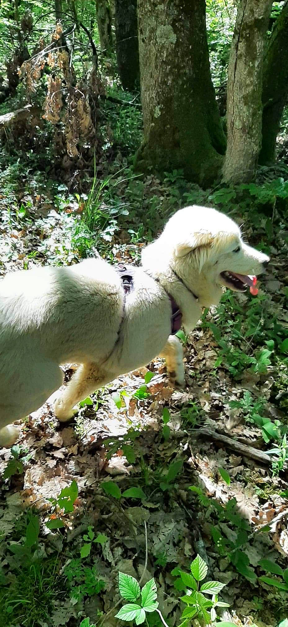 Rodin a rejoint le concours — aidez-le/la à gagner de superbes lots ! canidae, carnivore, companion_dog, dog, dog_breed, fawn, forest, grass, jungle, non_sporting_group, plant, soil, sporting_group, tail, terrestrial_animal, terrestrial_plant, tree, wildlife, woodland, working_animal