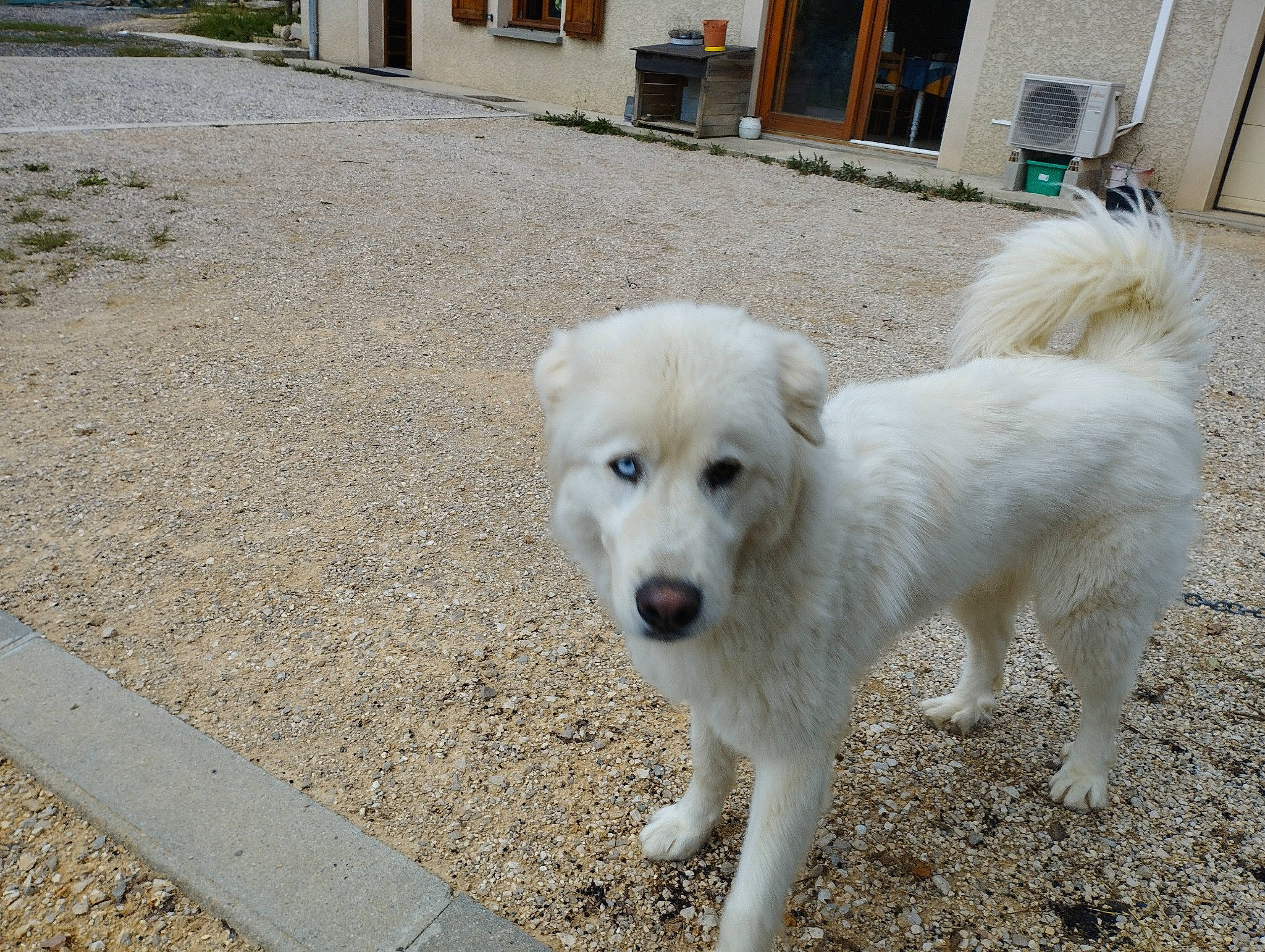 Rodin a rejoint le concours — aidez-le/la à gagner de superbes lots ! asphalt, building, canidae, carnivore, companion_dog, dog, dog_breed, door, livestock_guardian_dog, maremma_sheepdog, non_sporting_group, polish_tatra_sheepdog, road_surface, sidewalk, slovak_cuvac, snout, sporting_group, tail, working_animal, working_dog