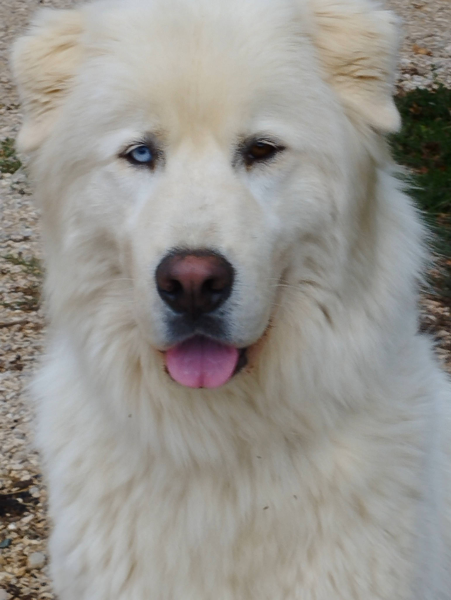 Rodin a rejoint le concours — aidez-le/la à gagner de superbes lots ! ancient_dog_breeds, canidae, carnivore, companion_dog, dog, dog_breed, fang, fur, jaw, kuvasz, non_sporting_group, polish_tatra_sheepdog, shout, snout, sporting_group, terrestrial_animal, volpino_italiano, whiskers, working_animal, working_dog