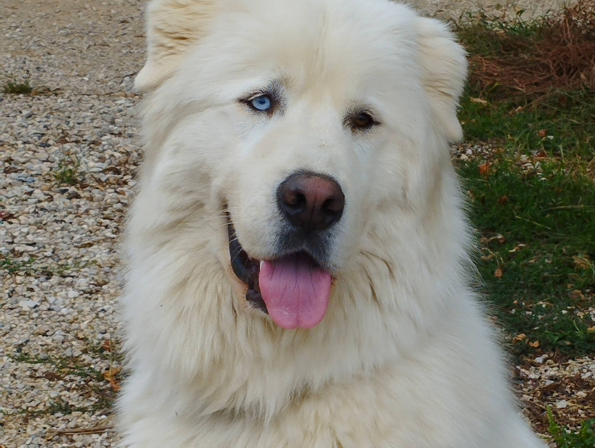 Rodin participe au concours pour gagner de l'argent avec cette photo : canidae, carnivore, companion_dog, dog, dog_breed, fur, grass, natural_material, non_sporting_group, plant, snout, sporting_group, terrestrial_animal, whiskers, working_animal, working_dog