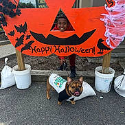 Gucci is registered to the contest to win money with this photo: child, dog, french_bulldog, halloween, pumpkin, costume, leash, smiling, outdoor, sidewalk, spider_web, bats, crow, orange, black, sign, decoration, happy, person, festive