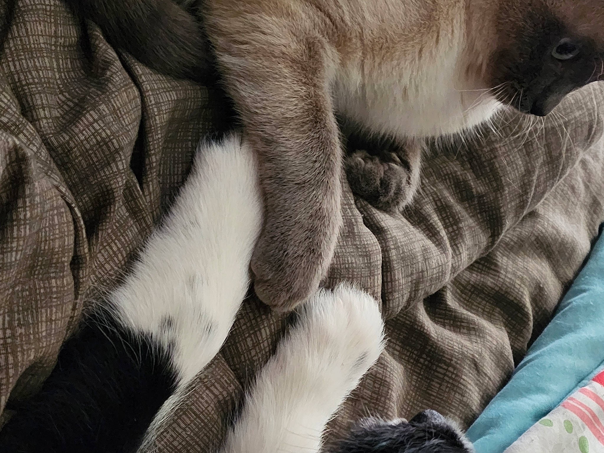 Gia Hiser is registered to the contest to win money with this photo: carnivore, close_up, comfort, dog_breed, electric_blue, fawn, felidae, fur, grey, linens, nap, pattern, paw, small_to_medium_sized_cats, snout, terrestrial_animal, textile, whiskers, wildlife, wrinkle