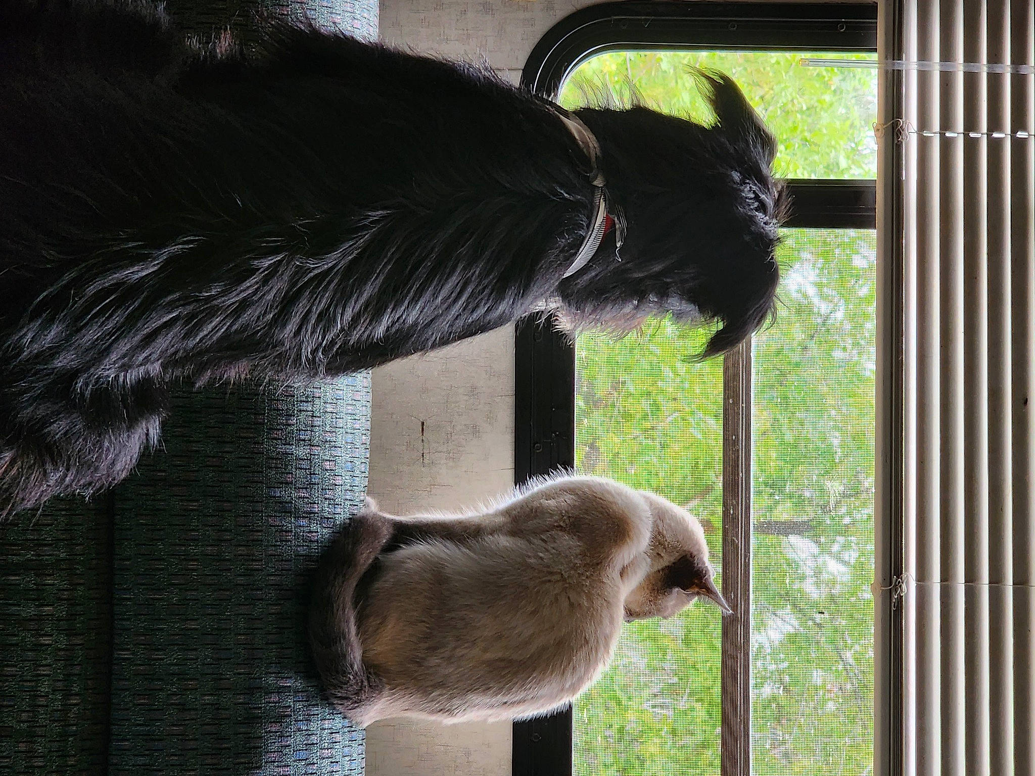 Gia Hiser is registered to the contest to win money with this photo: canidae, carnivore, cat, fawn, felidae, fur, mustelidae, rodent, shade, small_to_medium_sized_cats, snout, sporting_group, tail, terrestrial_animal, tints_and_shades, tree, trunk, whiskers, wildlife, window