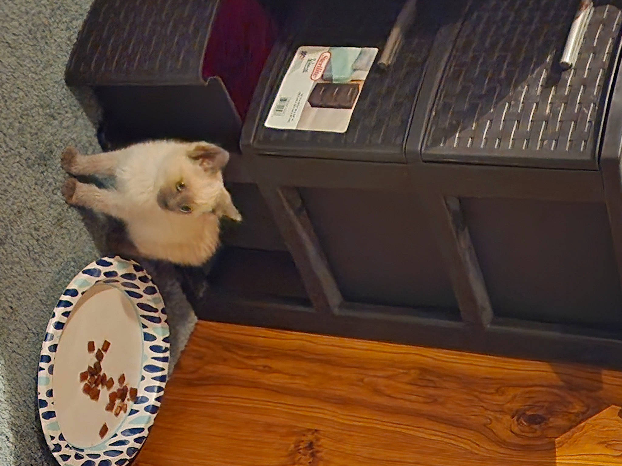 Gia Hiser joined the competition — help win amazing prizes! carnivore, cat, chair, companion_dog, dishware, dog_breed, felidae, flooring, hardwood, paw, pet_supply, serveware, small_to_medium_sized_cats, tableware, tail, varnish, whiskers, window, wood, wood_stain