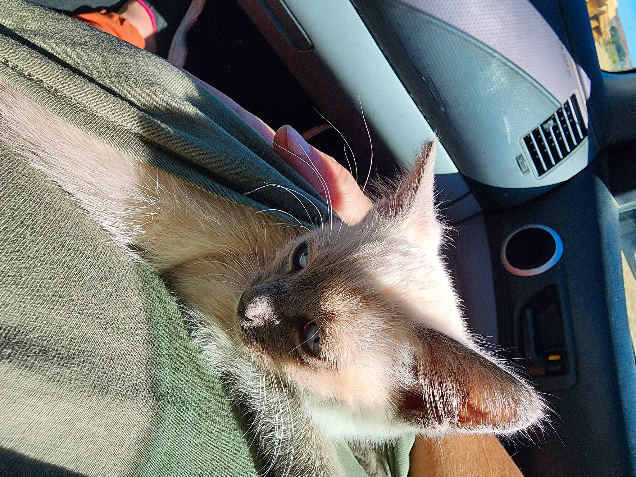 Gia Hiser is registered to the contest to win money with this photo: auto_part, carnivore, cat, claw, comfort, domestic_short_haired_cat, fawn, felidae, fur, nap, paw, small_to_medium_sized_cats, snout, tail, vehicle_door, whiskers