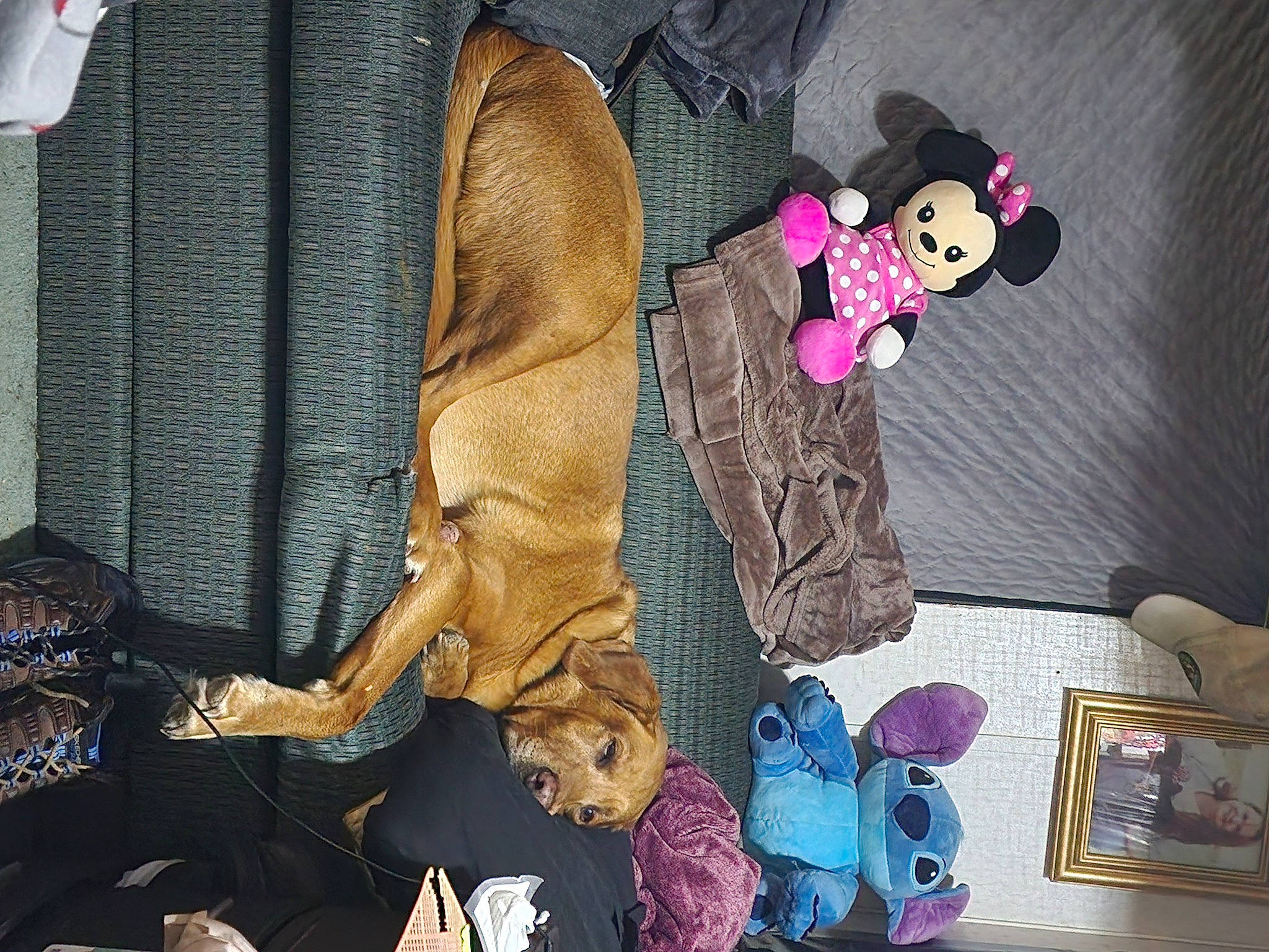 Diesel Hiser is registered to the contest to win money with this photo: baby_products, baby_toys, bag, brown, doll, fashion_accessory, fashion_design, fawn, fur, linens, magenta, pattern, pink, plush, purple, room, sleeve, stuffed_toy, textile, toy