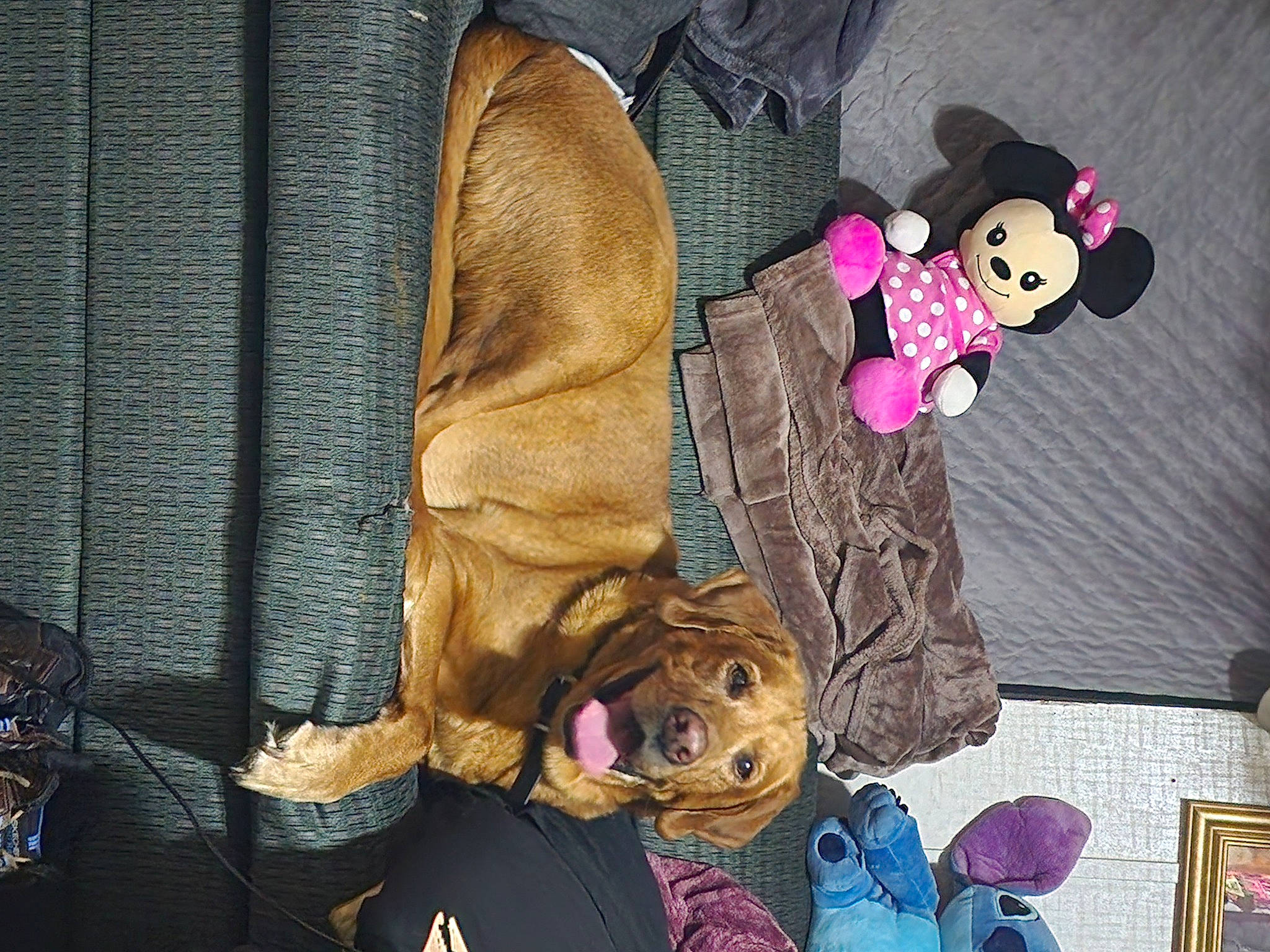 Diesel Hiser is registered to the contest to win money with this photo: art, baby_toys, bear, brown, companion_dog, costume_hat, doll, fawn, fur, fur_clothing, hat, linens, magenta, plush, purple, room, stuffed_toy, teddy_bear, textile, toy