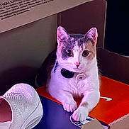 Nalison Unique is registered to the contest to win money with this photo: cat, cardboard_box, shoe_box, sneaker, pet, indoor, animal, white, gray, curious, paw, collar, box, resting, feline, closeup, looking, cute, domestic, fur
