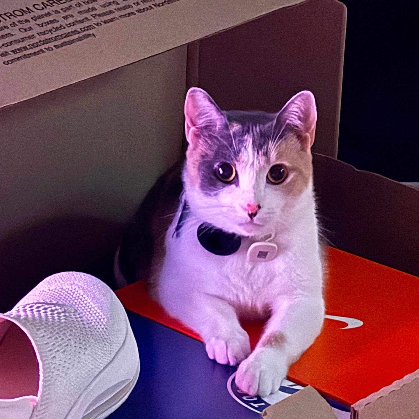 Nalison Unique is registered to the contest to win money with this photo: animal, box, cardboard_box, cat, closeup, collar, curious, cute, domestic, feline, fur, gray, indoor, looking, paw, pet, resting, shoe_box, sneaker, white