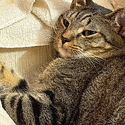 King Tutankhamen joined the competition — help win amazing prizes! cat, tabby, pet, feline, animal, fur, striped, cozy, blanket, resting, indoor, closeup, whiskers, ears, comfort, cute, relaxed, soft, domestic, sleepy