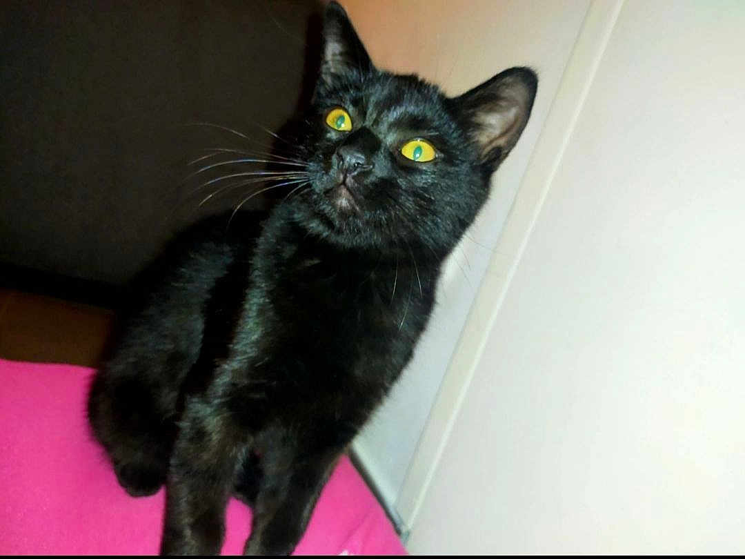 Shadow a rejoint le concours — aidez-le/la à gagner de superbes lots ! cat, black_cat, yellow_eyes, pet, indoor, curious, feline, whiskers, pink_surface, wall, animal, domestic, cute, fur, sitting, alert, portrait, closeup, looking_away, household