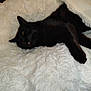 Shadow participe au concours pour gagner de l'argent avec cette photo : animal, black_cat, cat, comfort, cozy, cute, domestic_cat, feline, fluffy_blanket, fur, indoor, lying_down, paw, pet, relaxed, resting, sleepy, soft_texture, whiskers, white_blanket