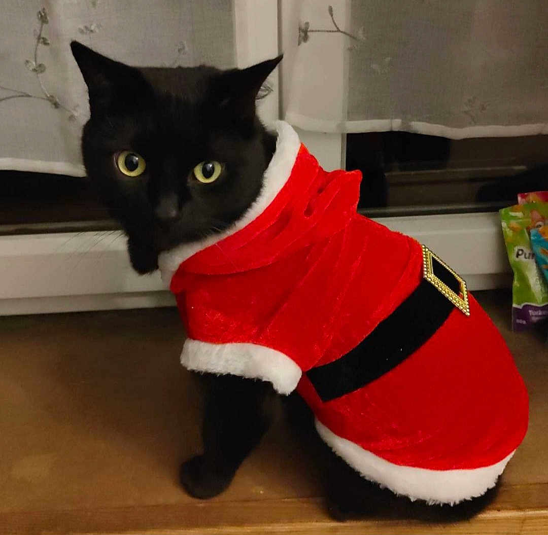 Shadow a rejoint le concours — aidez-le/la à gagner de superbes lots ! animal, black_cat, cat, christmas, costume, curious, cute, domestic_cat, festive, fur, holiday, indoor, pet, portrait, santa_outfit, seasonal, whiskers, window, wooden_surface, yellow_eyes