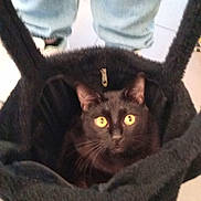Shadow a rejoint le concours — aidez-le/la à gagner de superbes lots ! cat, black_cat, yellow_eyes, bag, fuzzy_bag, jeans, ripped_jeans, person, indoor, curious, pet, animal, floor, zipper, looking_up, feline, domestic_cat, cute, closeup, soft_texture