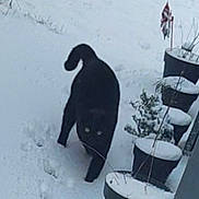 Shadow participe au concours pour gagner de l'argent avec cette photo : animal, black_cat, cold, curious, daylight, eyes, feline, footprints, garden, nature, outdoor, pet, plant_pots, quiet, snow, snow_covered, tail, walking, whiskers, winter
