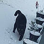 animal, black_cat, cold, curious, daylight, eyes, feline, footprints, garden, nature, outdoor, pet, plant_pots, quiet, snow, snow_covered, tail, walking, whiskers, winter