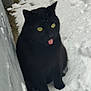 Shadow a rejoint le concours — aidez-le/la à gagner de superbes lots ! animal, background, black_cat, cheeky, cold, contrast, cute, feline, fur, nature, outdoor, pet, playful, sitting, snow, snowy_ground, tongue_out, whiskers, winter, yellow_eyes