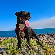 Valko participe au concours pour gagner de l'argent avec cette photo : animal, beach, black_dog, blue_sky, canine, dog, green_plants, happy_dog, nature, ocean, outdoor, pet, playful, red_harness, rocks, sand, summer, sunny, tongue_out, white_chest