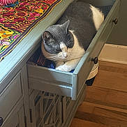 Ronaldo joined the competition — help win amazing prizes! cat, gray_cat, drawer, cabinet, tablecloth, patterned_cloth, wooden_floor, indoor, pet, resting, cozy, furniture, whiskers, paw, sitting, home_decor, living_room, storage, portrait, curiosity