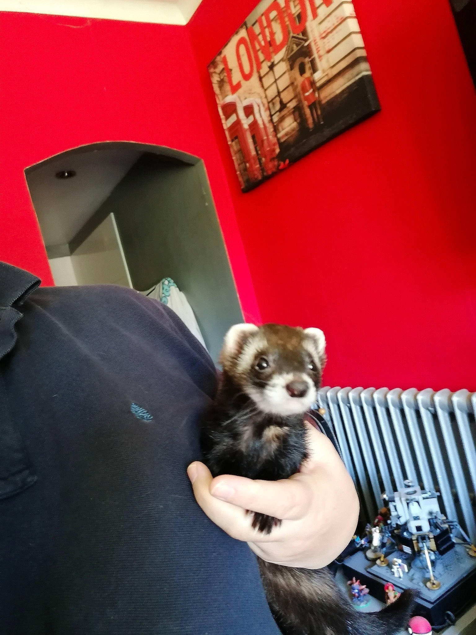 Jericho Dit Jeje a rejoint le concours — aidez-le/la à gagner de superbes lots ! black_footed_ferret, carnivore, ferret, fur, mustelidae, mustelinae, polecat, whiskers