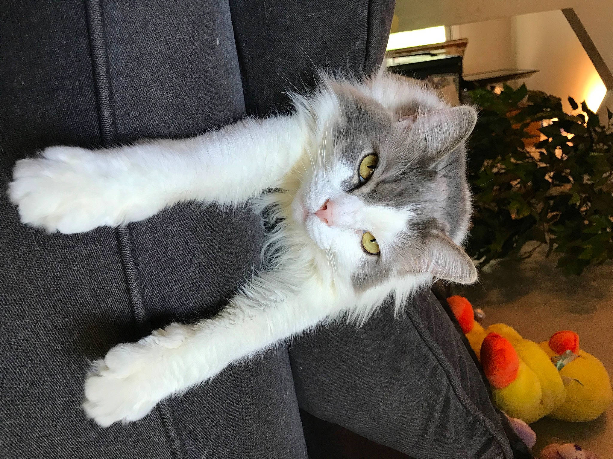 Grey Boy