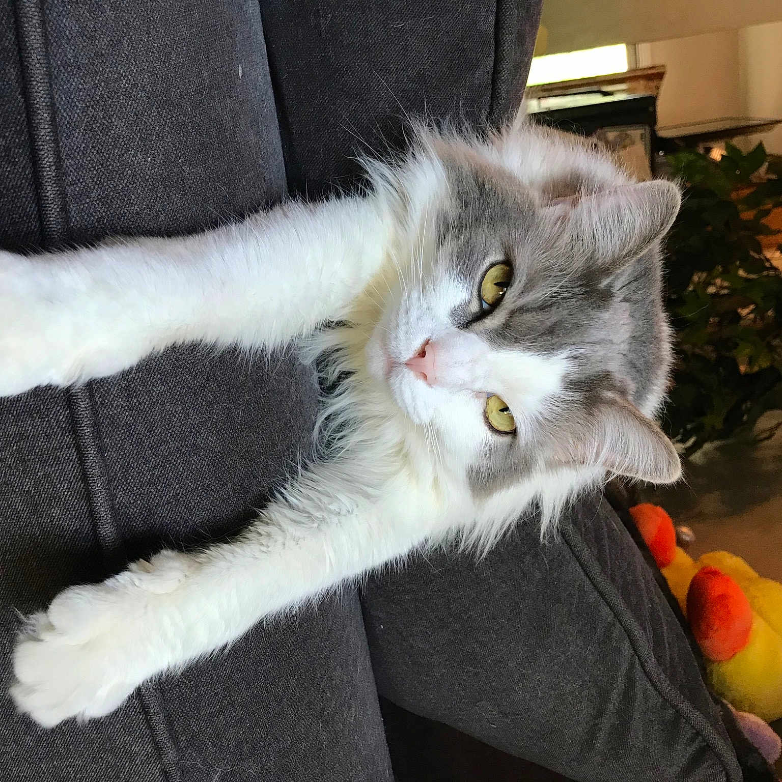 Grey Boy