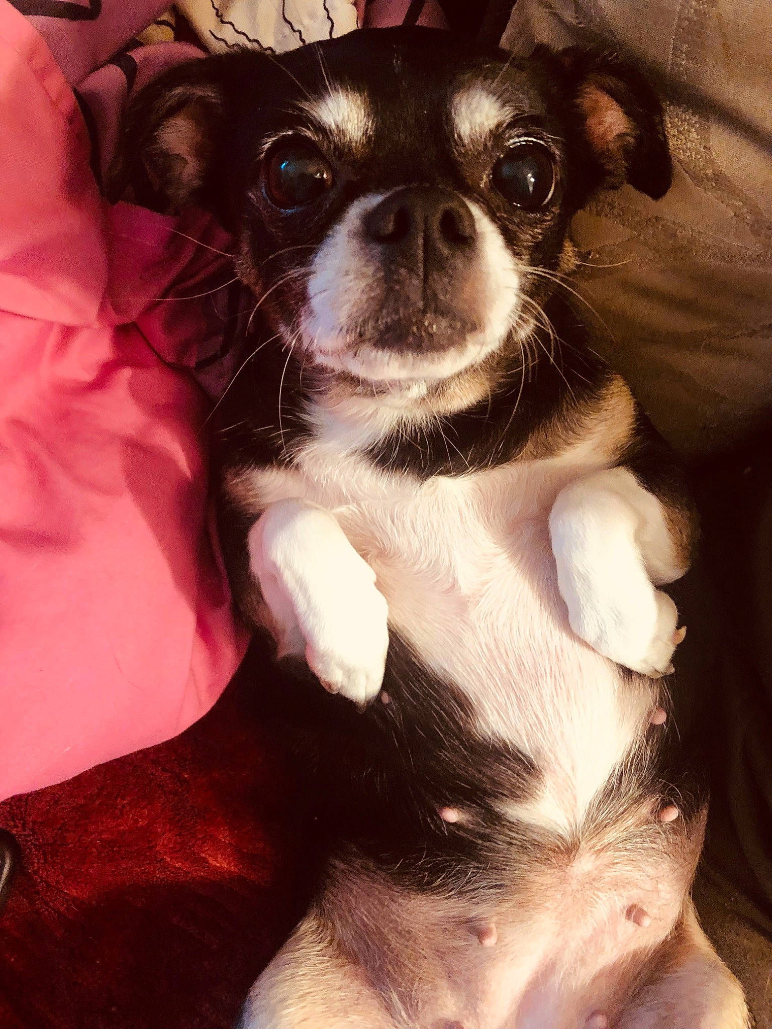 Bootsy
