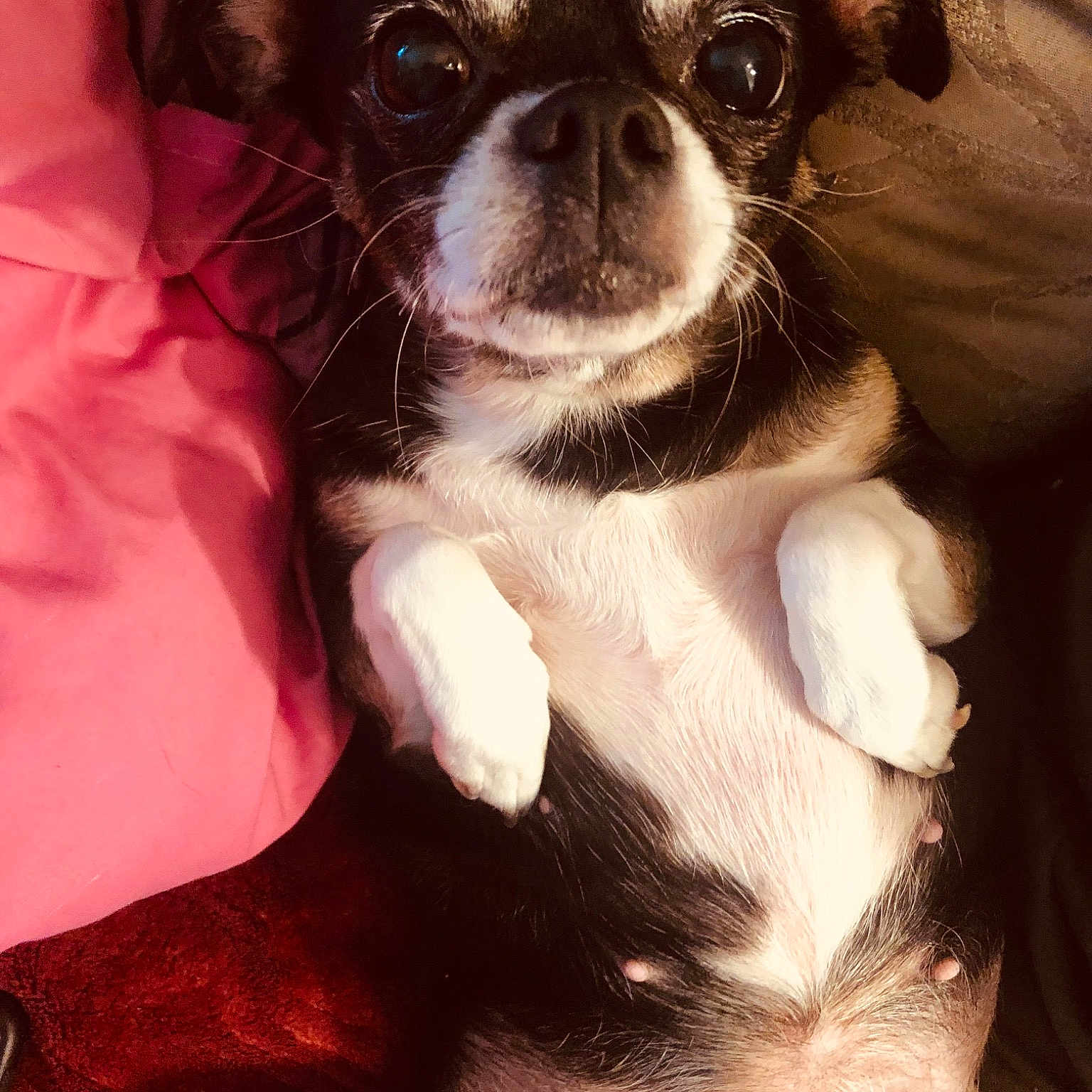 Bootsy