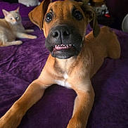 Beans joined the competition — help win amazing prizes! puppy, dog, cat, bed, purple_bedspread, indoor, pet, animal, cute, relaxed, feline, canine, fur, lying_down, looking_up, closeup, domestic, cozy, companion, sleepy