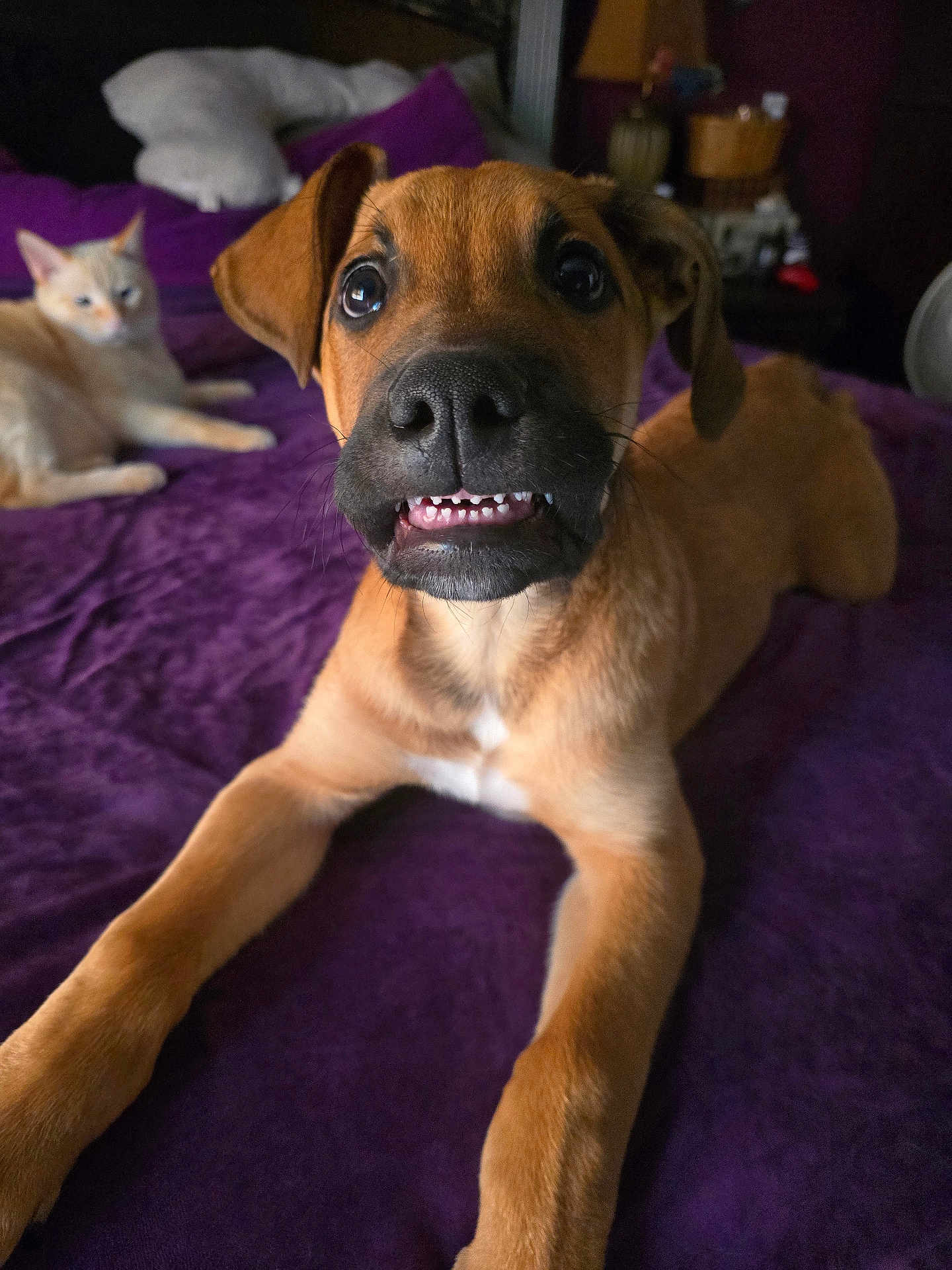 Beans joined the competition — help win amazing prizes! puppy, dog, cat, bed, purple_bedspread, indoor, pet, animal, cute, relaxed, feline, canine, fur, lying_down, looking_up, closeup, domestic, cozy, companion, sleepy