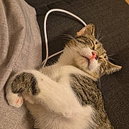 Pimpi participe au concours pour gagner de l'argent avec cette photo : cat, tabby, sleeping, resting, couch, furniture, indoor, pet, fur, white_belly, striped_fur, relaxed, cozy, cute, whiskers, pink_nose, paw, home, nap, animal