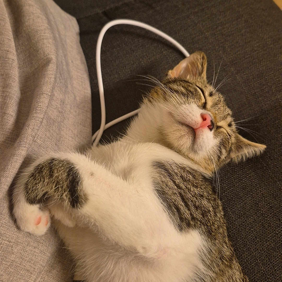 Pimpi participe au concours pour gagner de l'argent avec cette photo : cat, tabby, sleeping, resting, couch, furniture, indoor, pet, fur, white_belly, striped_fur, relaxed, cozy, cute, whiskers, pink_nose, paw, home, nap, animal