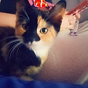 Minouse participe au concours pour gagner de l'argent avec cette photo : animal, calico_cat, cat, close_up, clownfish, couch, cuddling, ears, eyes, feline, indoor, living_room, person, pet, photography, portrait, soft_lighting, staring, sticker, whiskers