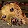 dog, golden_retriever, close_up, resting, face, nose, ears, fur, cushion, heart_pattern, indoor, cozy, relaxed, sleepy, pet, animal, portrait, warm_lighting, lying_down, brown_eyes