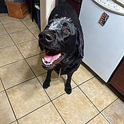 Paco Loco is registered to the contest to win money with this photo: dog, black_dog, happy, tongue_out, kitchen, tile_floor, dishwasher, cabinet, indoor, pet, animal, looking_up, tail_wagging, floor_tile, domestic, playful, powder_on_head, mouth_open, canine, collar